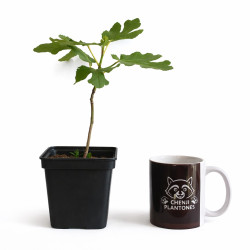 Ficus Carica "Higuera" | Bonsai Zero colador REDONDO