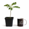 Ficus Carica "Higuera" | Bonsai Zero colador REDONDO