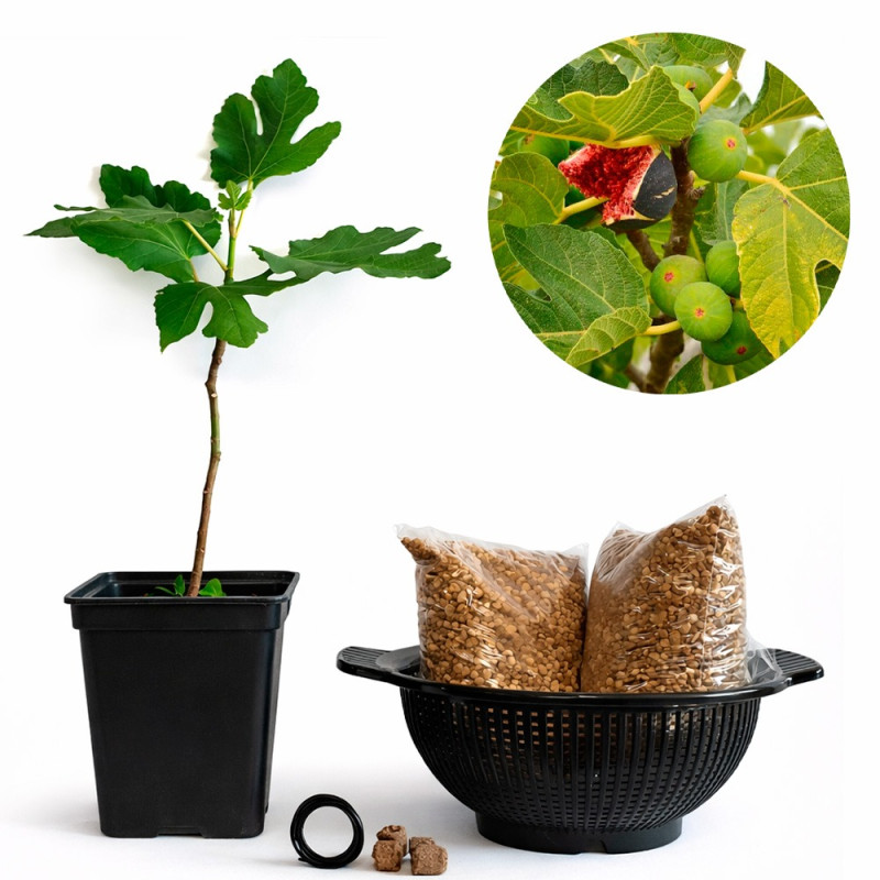 Ficus Carica "Higuera" | Bonsai Zero colador REDONDO