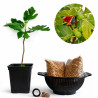 Ficus Carica "Higuera" | Bonsai Zero colador REDONDO