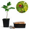 Ficus Carica "Higuera" | Bonsai Zero URBANO