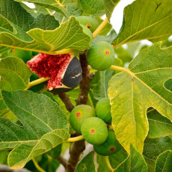 Ficus Carica "Higuera" | Bonsai Zero URBANO