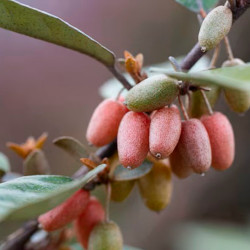 Eleagnus Pungens