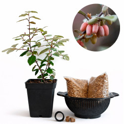 Eleagnus Pungens | Bonsai...