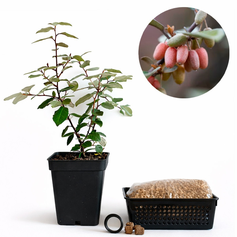 Eleagnus Pungens | Bonsai Zero URBANO