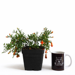 Granado enano (punica granatum nana) | Bonsai Zero colador REDONDO