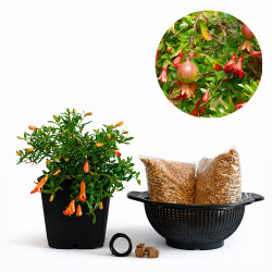 Granado enano (punica...