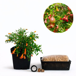 Granado enano (punica...