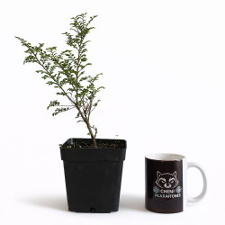 Ulmus Hokkaido ‘Seiju’