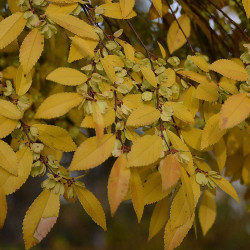 Olmo Chino (ulmus parvifolia)