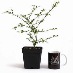 Olmo Chino (ulmus parvifolia) | Bonsai Zero colador REDONDO
