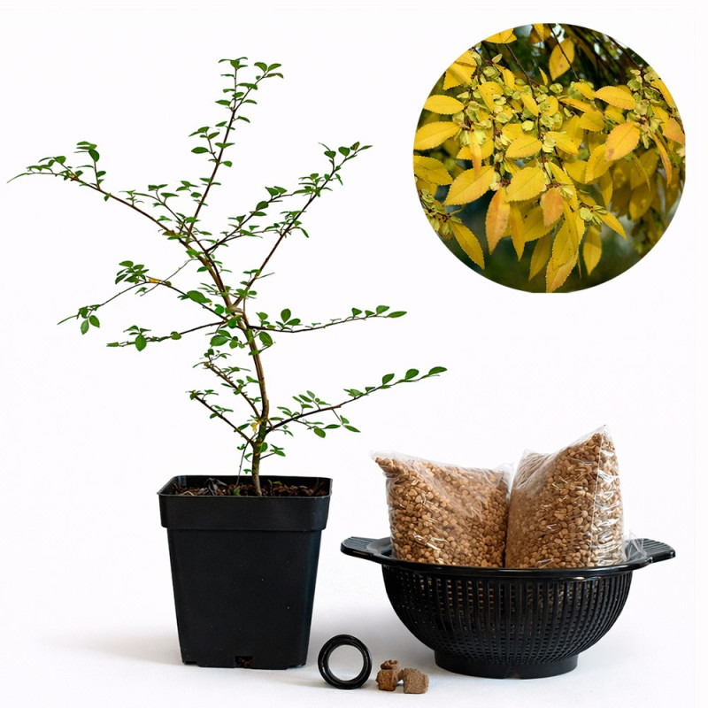 Olmo Chino (ulmus parvifolia) | Bonsai Zero colador REDONDO