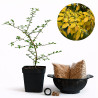 Olmo Chino (ulmus parvifolia) | Bonsai Zero colador REDONDO