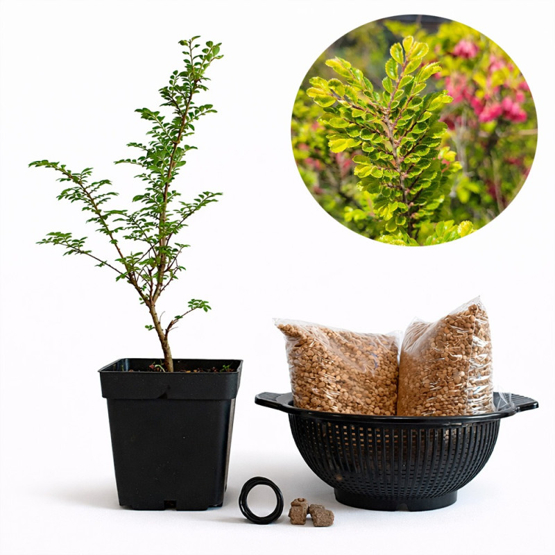 Ulmus Hokkaido ‘Seiju’ | Bonsai Zero colador REDONDO