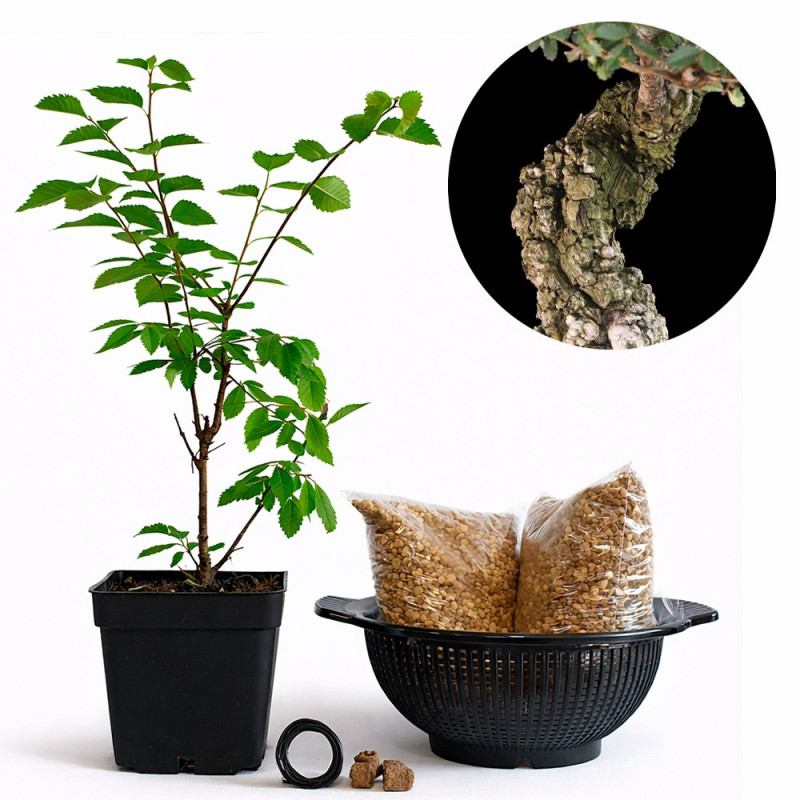 Olmo Nire | Bonsai Zero colador REDONDO