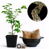 Olmo Nire | Bonsai Zero colador REDONDO