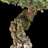Olmo Nire | Bonsai Zero colador REDONDO