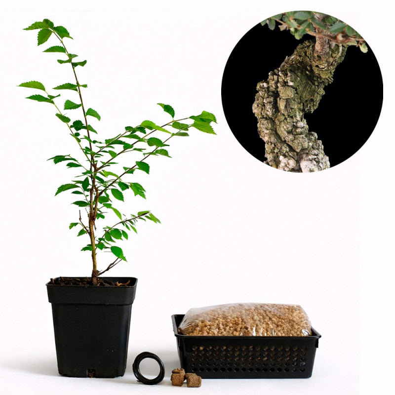 Olmo Nire | Bonsai Zero URBANO