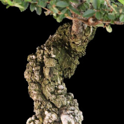 Olmo Nire | Bonsai Zero URBANO