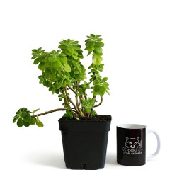 Plectranthus Tomentosa (Planta de Vicks) | Bonsai Zero colador REDONDO