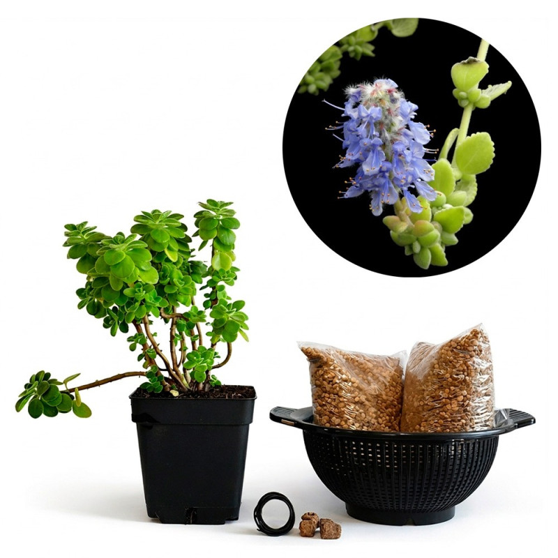 Plectranthus Tomentosa (Planta de Vicks) | Bonsai Zero colador REDONDO