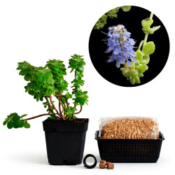 Plectranthus Tomentosa...