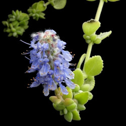 Plectranthus Tomentosa (Planta de Vicks) | Bonsai Zero URBANO