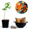 Roble carballo (quercus robur) | Bonsai Zero colador REDONDO