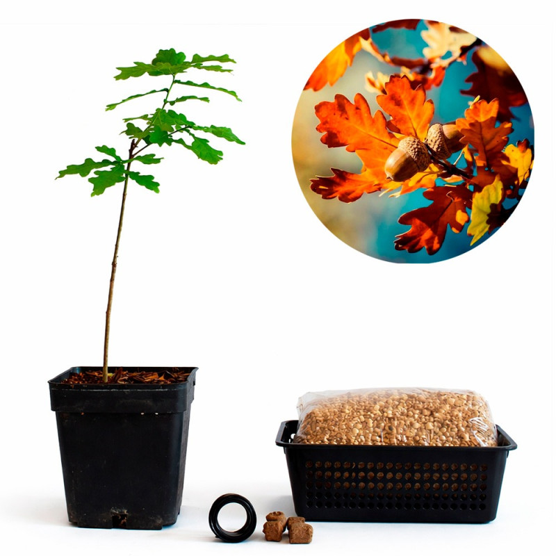 Roble carballo (quercus robur) | Bonsai Zero URBANO