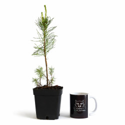 Pino Silvestre | Bonsai Zero colador REDONDO