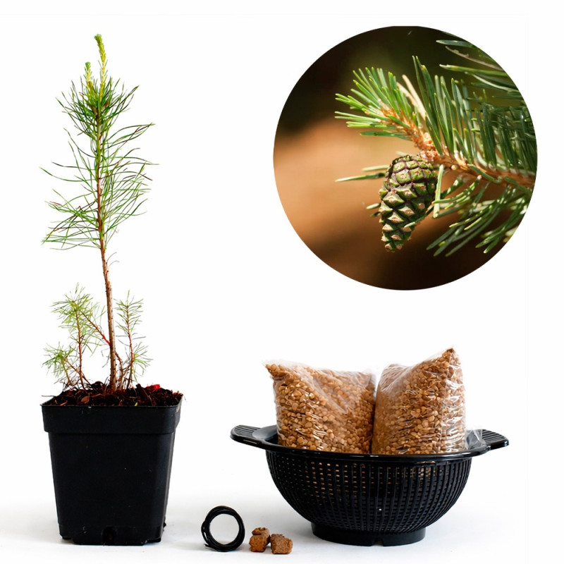 Pino Silvestre | Bonsai Zero colador REDONDO