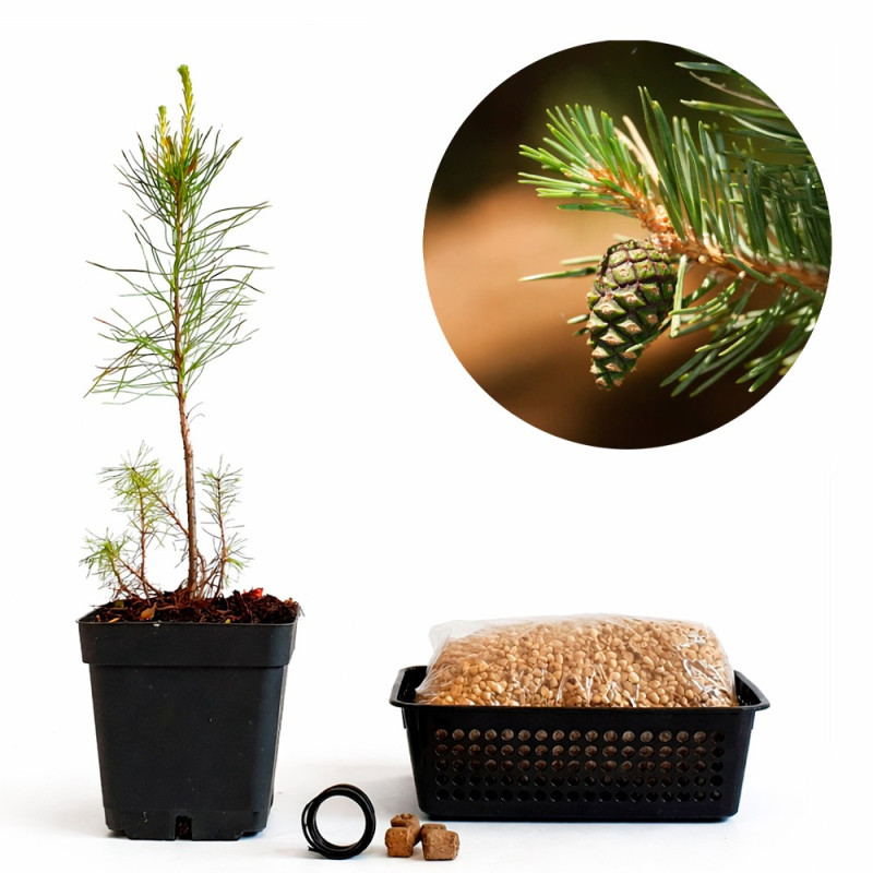 Pino Silvestre | Bonsai Zero URBANO