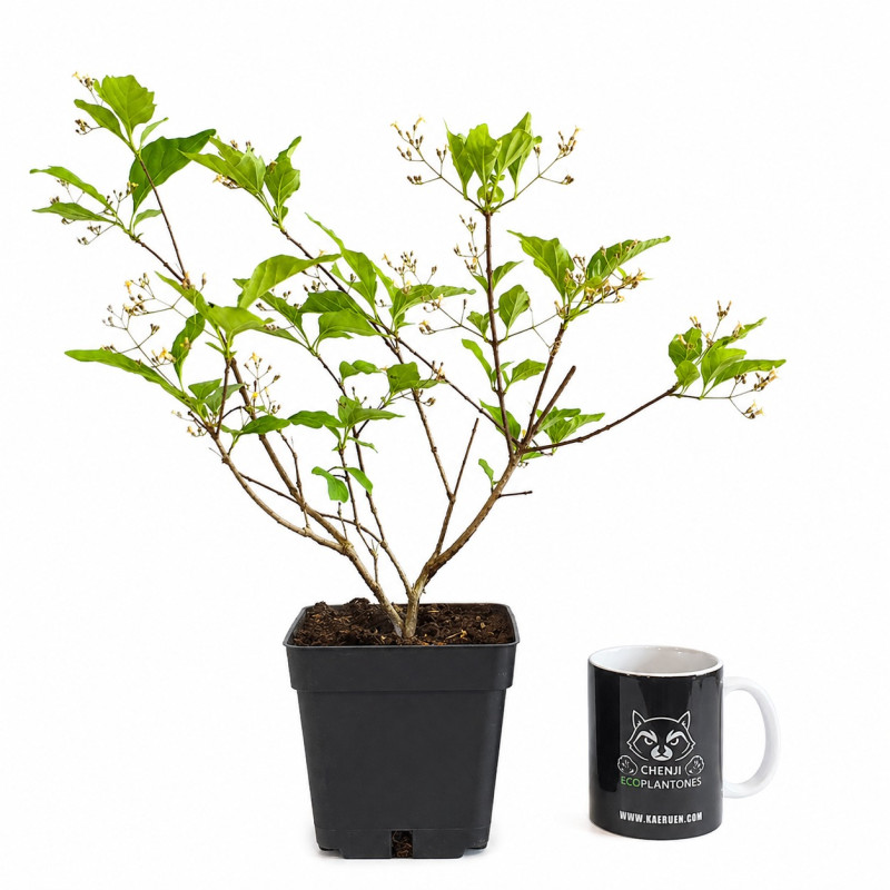 Premna Japónica 'Arce nioi'