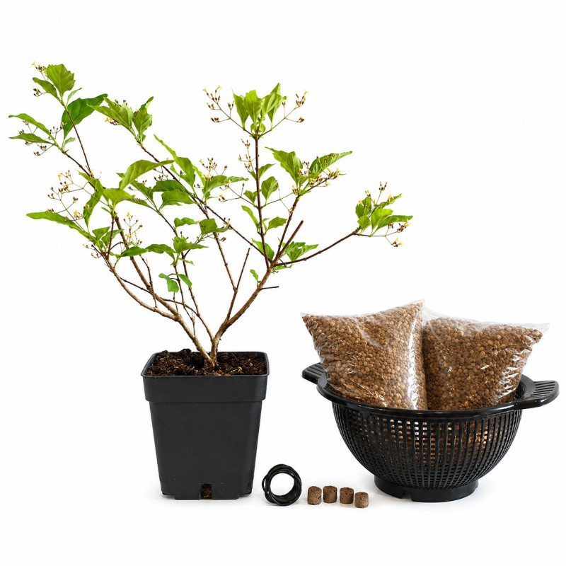 Premna Japónica 'Arce nioi' | Bonsai Zero colador REDONDO