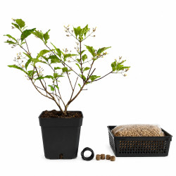 Premna Japónica 'Arce nioi'...