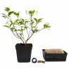 Premna Japónica 'Arce nioi' | Bonsai Zero URBANO