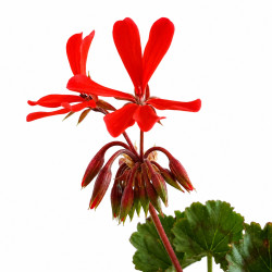 Geranio japonés mini (flor roja)