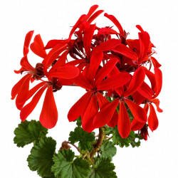 Geranio japonés mini (flor roja)