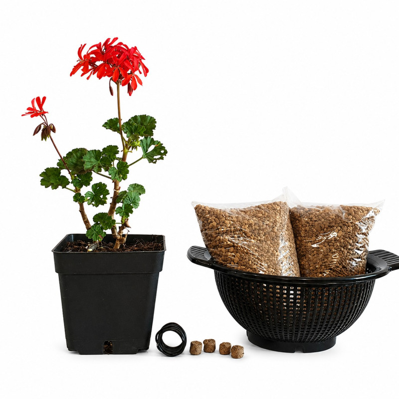 Geranio japonés mini (flor roja) | Bonsai Zero colador REDONDO