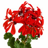 Geranio japonés mini (flor roja) | Bonsai Zero colador REDONDO