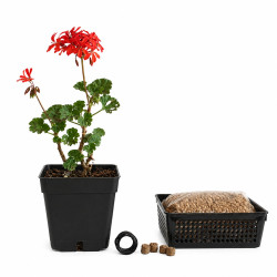 Geranio japonés mini (flor...