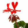 Geranio japonés mini (flor roja) | Bonsai Zero URBANO