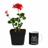 Geranio japonés mini (flor roja)