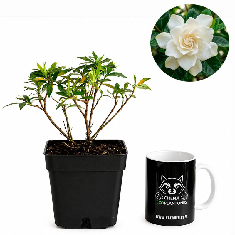 Gardenia jasminoides