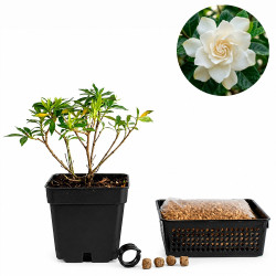 Gardenia jasminoides |...