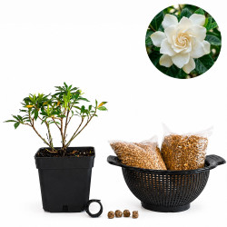 Gardenia jasminoides |...