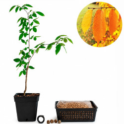 Zelkova serrata | Bonsai...