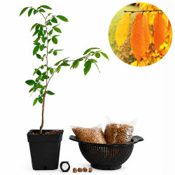 Zelkova serrata | Bonsai...