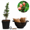 Cedro del Atlas | Bonsai Zero colador REDONDO