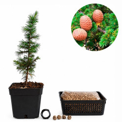 Cedro del Atlas | Bonsai...
